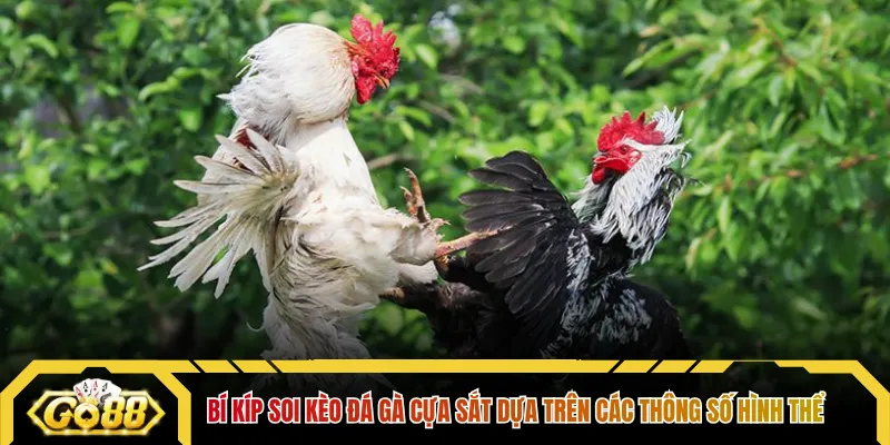 Bí kíp soi kèo đá gà cựa sắt dựa trên các thông số hình thể