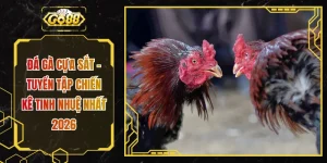 Đá Gà Cựa Sắt - Tuyển Tập Chiến Kê Tinh Nhuệ Nhất 2026