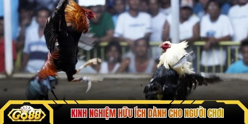 Kinh nghiệm hữu ích dành cho người chơi
