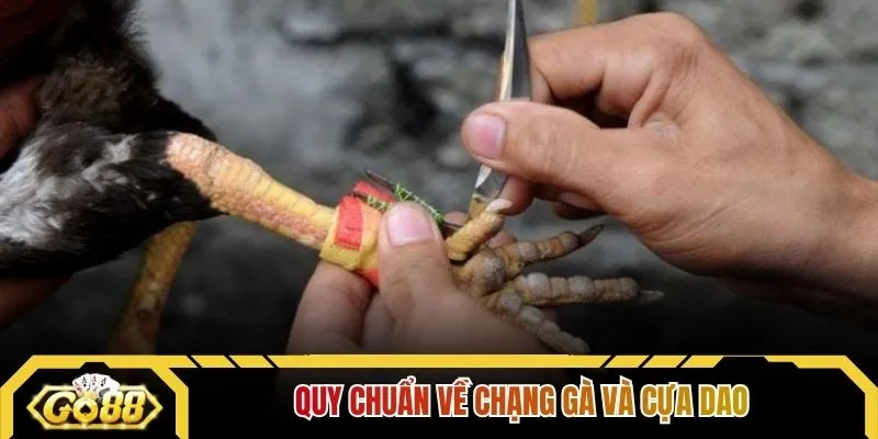 Quy chuẩn về chạng gà và cựa dao